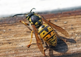 黄蜂