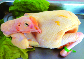 鲜阳山鸡  土鸡