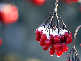 水滴 食物 新鲜 成熟 浆果