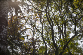 湖畔 风景 名胜 公园 大明湖