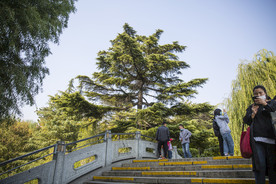 湖畔 风景 名胜 公园 大明湖