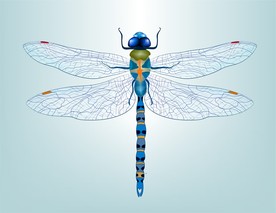 蜻蜓 矢量