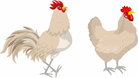 白鸡 矢量