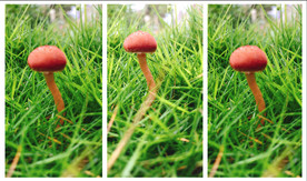 小蘑菇三连拍微距拍摄拼图