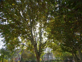 阳光照耀秋天树