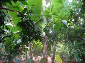 温室里的热带植物