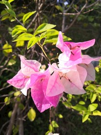 三角梅