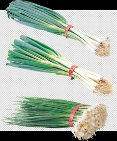 蒜苗 葱