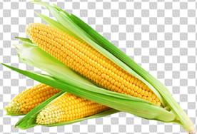 玉米