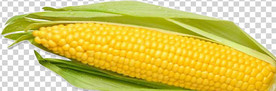 玉米