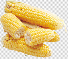 玉米