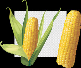 玉米