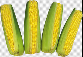 玉米
