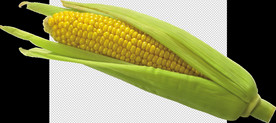 玉米