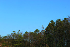 蓝天   树林
