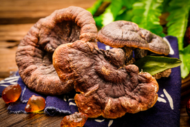 灵芝药材传统背景海报素材