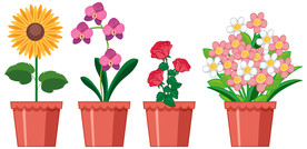 盆栽 植物 摆件