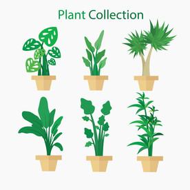 盆栽 植物 摆件