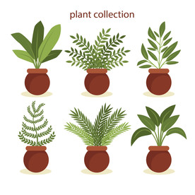 盆栽 植物 摆件