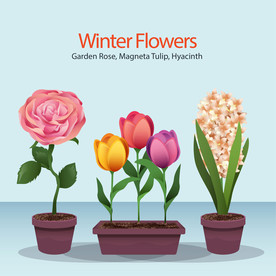 盆栽 植物 摆件