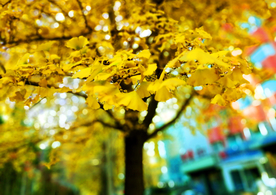 银杏秋叶