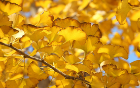 银杏黄金叶