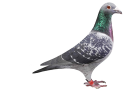 信鸽