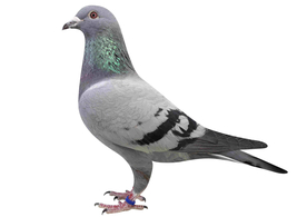 信鸽