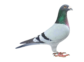 信鸽