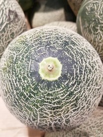 哈密瓜