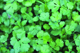 香菜