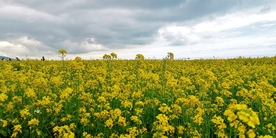 油菜花花海青海湖