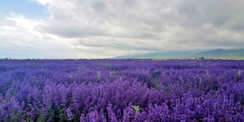 青海湖薰衣草花海