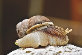 蜗牛