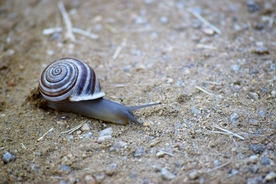 蜗牛