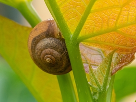 蜗牛