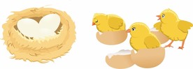矢量小鸡