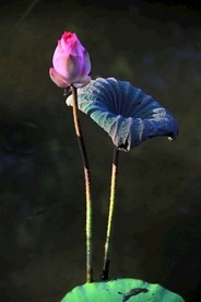 特写照片 粉  莲花