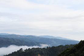 高山 茶山 云雾 自然 风光