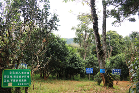 茶山 茶树