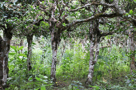 茶山 茶树 乔木 高山茶树