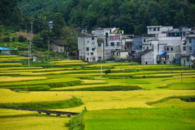 金灿灿的稻田
