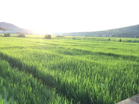 稻田