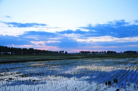夕阳下的稻田