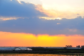 夕阳下的稻田