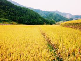 金灿灿的稻田