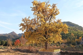 稻田旁的银杏古树