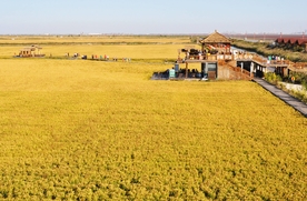 景区金黄色的稻田