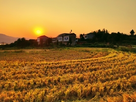 夕阳下的稻田是秋天的童话