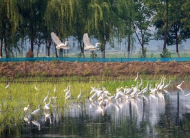 江苏泗洪县现成群白鹭